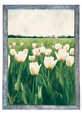 Tulip Field Wood Framed Print