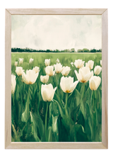 Tulip Field Wood Framed Print